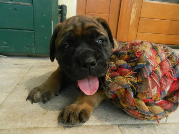 bullmastiff ultimo cucciolo disponibile alta genealogia | Foto 0