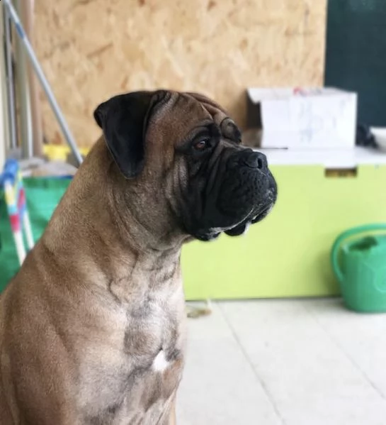 cucciolo bullmastiff pedigree enci