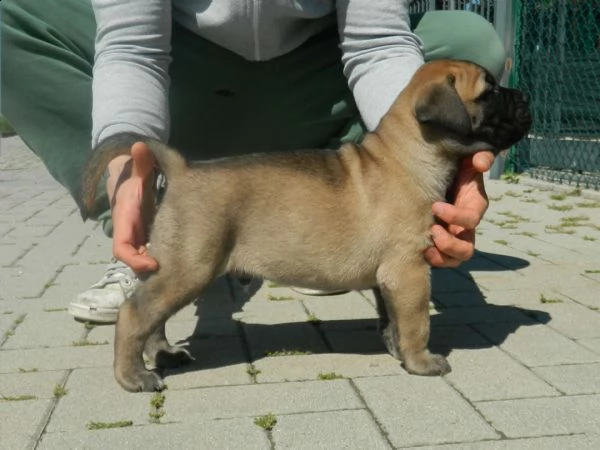 cucciolo bullmastiff pedigree enci | Foto 5