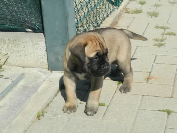 cucciolo bullmastiff pedigree enci | Foto 4