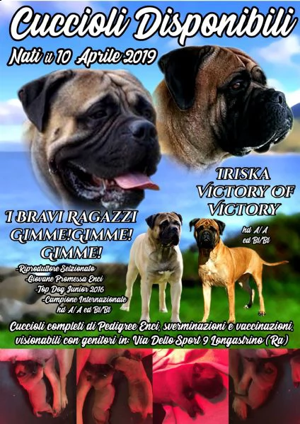 cucciolo bullmastiff pedigree enci | Foto 3