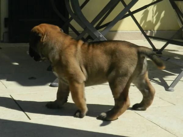 cucciolo bullmastiff pedigree enci | Foto 2