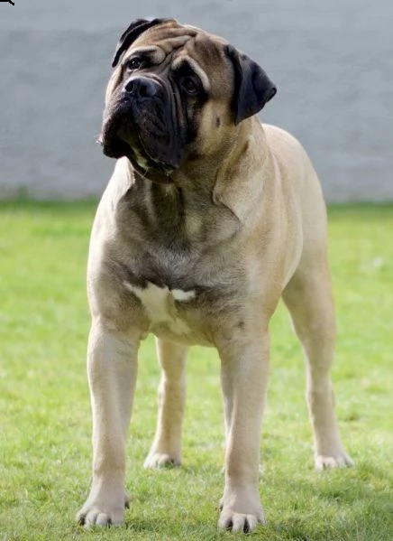 cucciolo bullmastiff pedigree enci | Foto 1