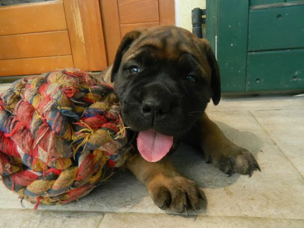 cucciolo bullmastiff pedigree enci | Foto 0