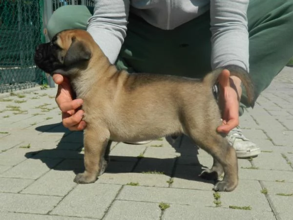 cucciolo bullmastiff pedigree enci