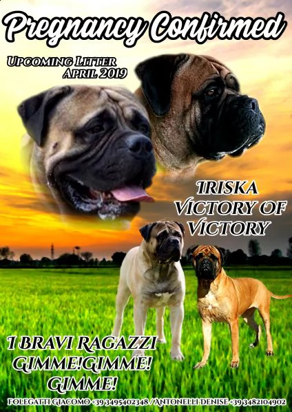 cucciolo bullmastiff pedigree enci | Foto 3