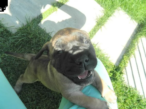 cucciolo bullmastiff alta genealogia | Foto 5