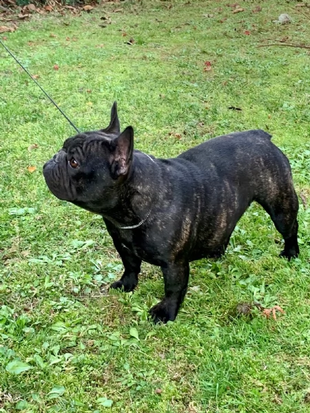 cuccioli bouledogue francese pedigree enci
