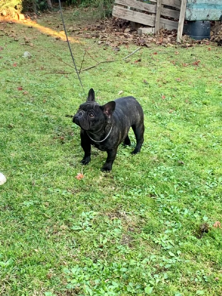 cuccioli bouledogue francese pedigree enci | Foto 3