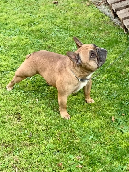 cuccioli bouledogue francese pedigree enci | Foto 2