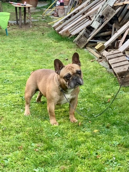 cuccioli bouledogue francese pedigree enci | Foto 1