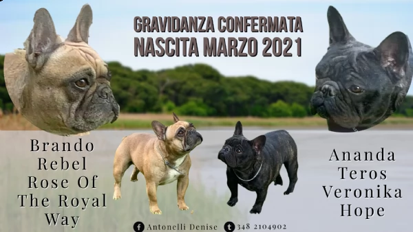 cuccioli bouledogue francese pedigree enci | Foto 0