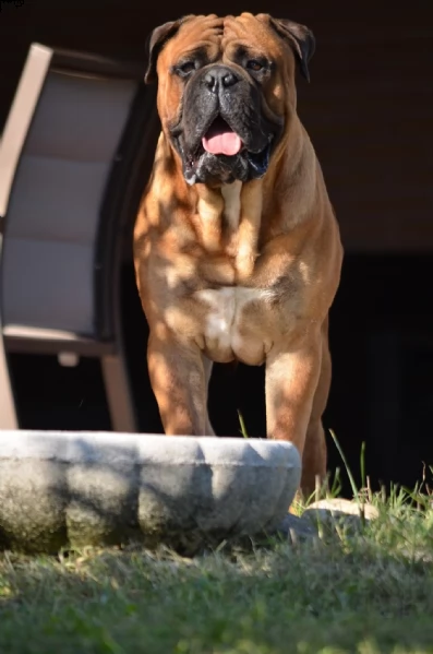 cuccioli bull mastiff pedigree enci 