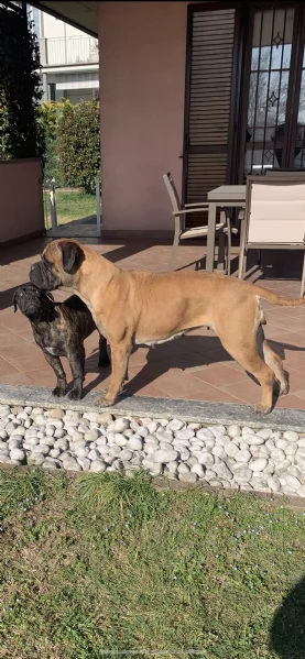 cuccioli bull mastiff pedigree enci  | Foto 3