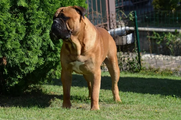 cuccioli bull mastiff pedigree enci  | Foto 1