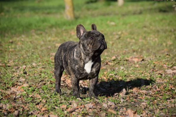 stallone per monta bouledogue francese | Foto 0