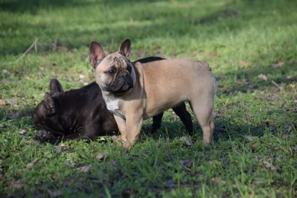 cuccioli bouledogue francese | Foto 2