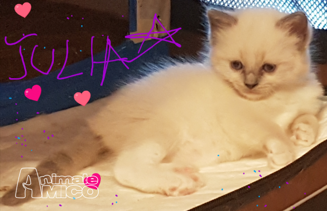 Vendita Cucciolo Ragdoll Da Allevatore A Ravenna Cuccioli Ragdoll