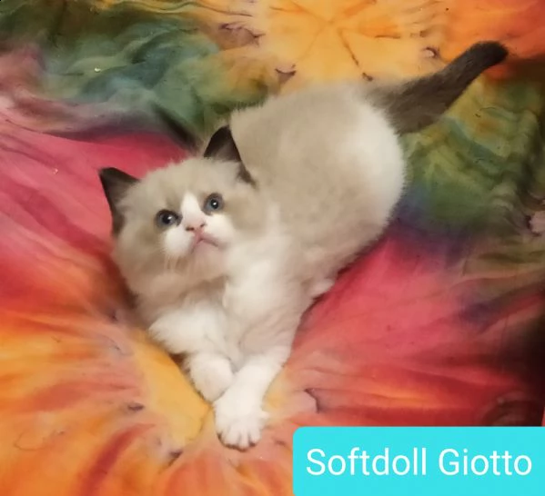 cucciolo ragdoll bicolor