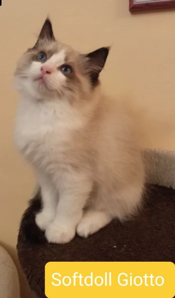 cuccioli ragdoll disponibili subito black friday  | Foto 5