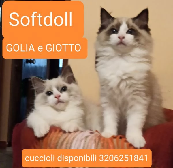 cuccioli ragdoll disponibili subito black friday 