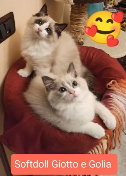 cuccioli ragdoll disponibili subito black friday  | Foto 4