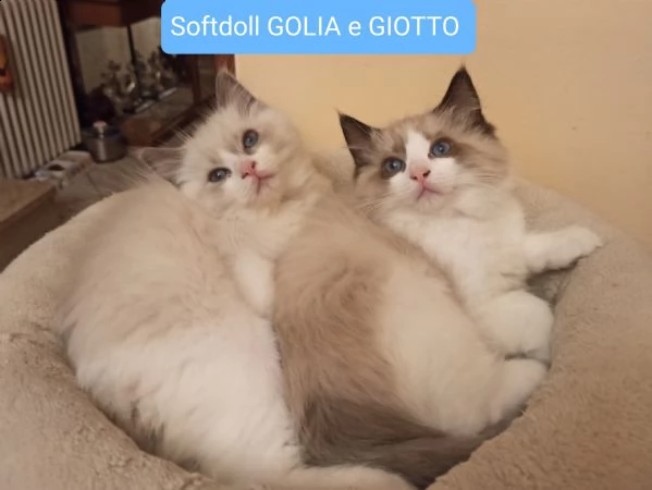 cuccioli ragdoll disponibili subito black friday  | Foto 3