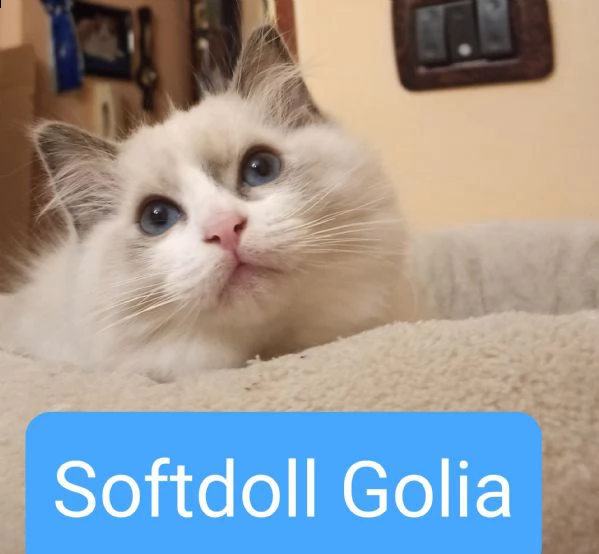 cuccioli ragdoll disponibili subito black friday  | Foto 2