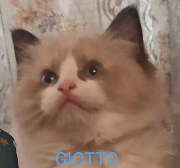 cuccioli ragdoll disponibili subito black friday  | Foto 1