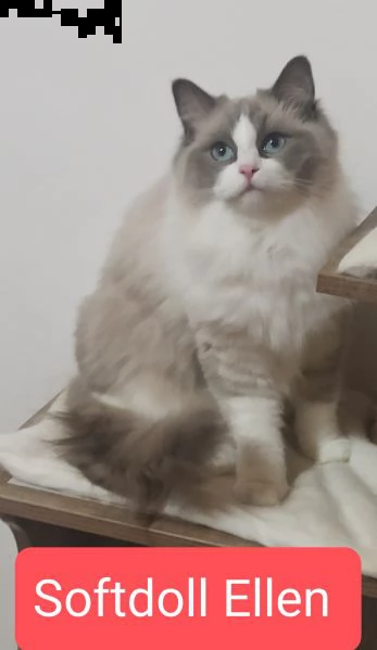 cuccioli ragdoll disponibili subito black friday  | Foto 0