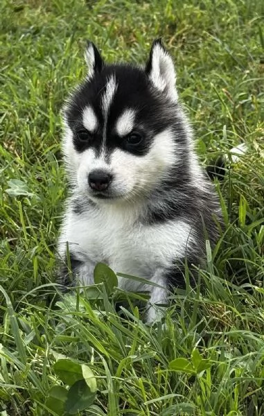 Cuccioli di Husky con pedigree ENCI