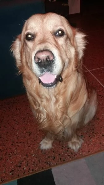 cercerco emmina golden retriever tel 3495116985 
