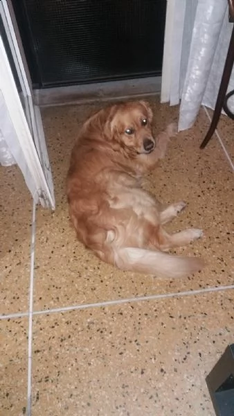 cercerco emmina golden retriever tel 3495116985  | Foto 4