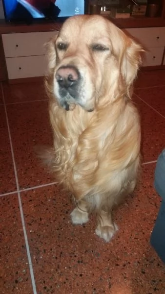 cercerco emmina golden retriever tel 3495116985  | Foto 2