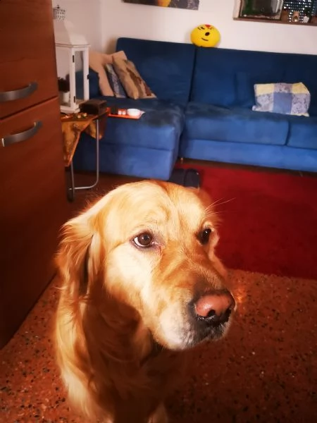 cercerco emmina golden retriever tel 3495116985  | Foto 0