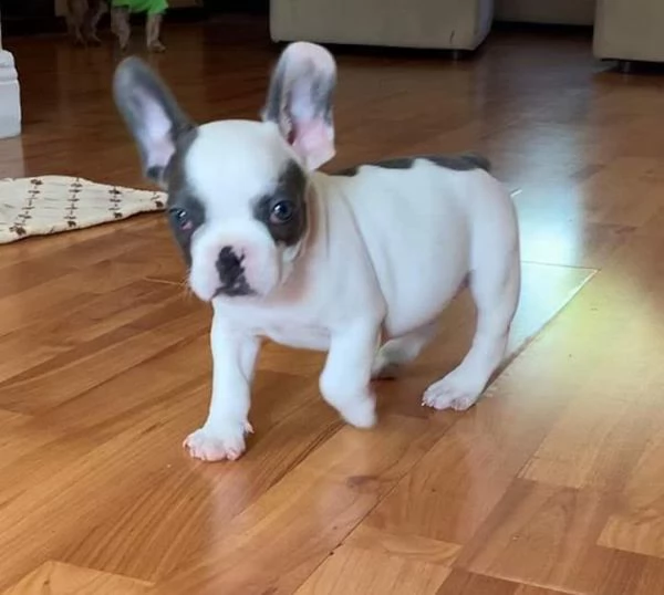 bulldog francese maschi e femmine