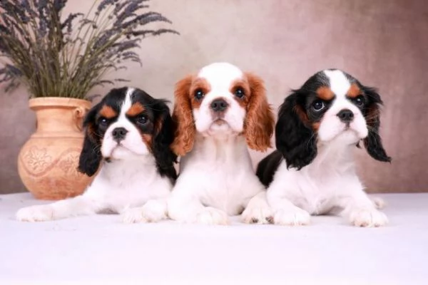 cavalier king charles spaniel cuccioli con pedigre