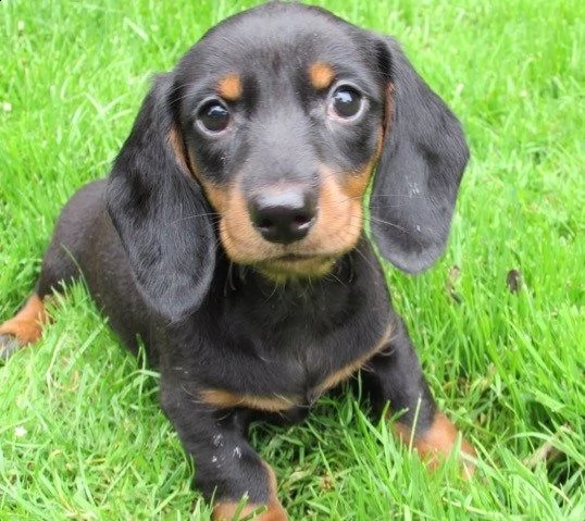 adorabile bassotto maschio e femmina cuccioli