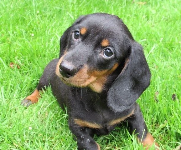 adorabile bassotto maschio e femmina cuccioli | Foto 0