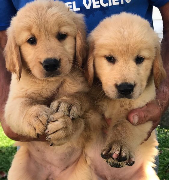 Annunci Animali Cani Cuccioli regalo da