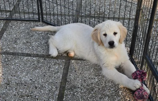 CUCCIOLI GOLDEN RETRIEVER