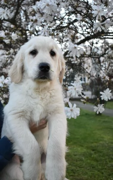 CUCCIOLI GOLDEN RETRIEVER | Foto 4