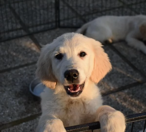 CUCCIOLI GOLDEN RETRIEVER | Foto 3