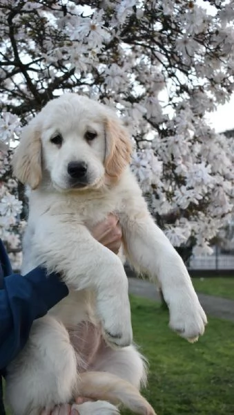 CUCCIOLI GOLDEN RETRIEVER | Foto 2