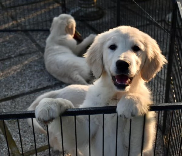 CUCCIOLI GOLDEN RETRIEVER | Foto 1