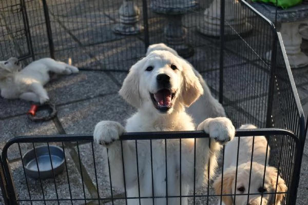 CUCCIOLI GOLDEN RETRIEVER | Foto 0