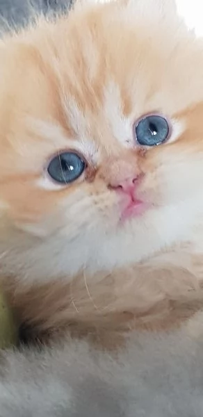 Cucciolo di persiano rosso  | Foto 1