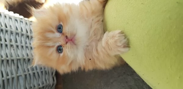 Cucciolo di persiano rosso  | Foto 0