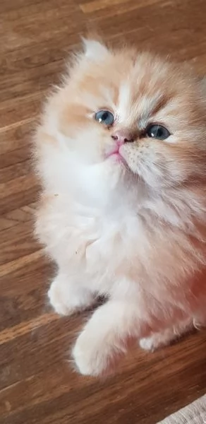 Cucciolo di persiano rosso 