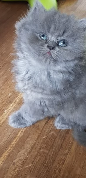 Cucciola di persiano blu 